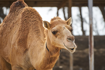 Close up view of racing camal head