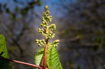 Frühling am frühen Morgen