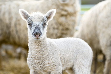 Cute portrait of farm animal sheep, lamb on spring.