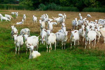 Obraz na płótnie Canvas Goats graze on the field