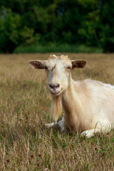 Naklejka na ściany i meble Portrait of goat