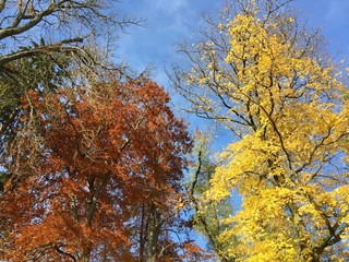Autumn in the Micaud Park in Besançon, France