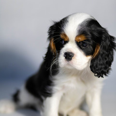 cavalier king charles spaniel