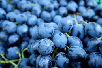 Closeup bunch of ripe blue grapes with selective focus