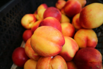 Naklejka na ściany i meble Closeup Fresh Organic Nectarine Fruits For Sale at the Market