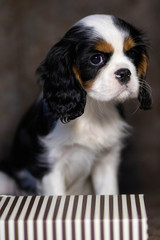 cavalier king charles spaniel