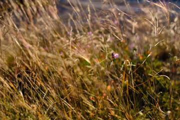 Flores floreciendo