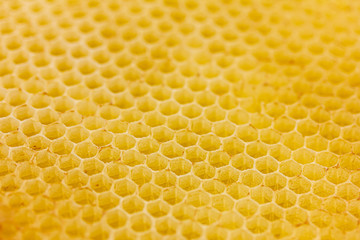 Nahaufnahme von einer Honigwabe mit Honig