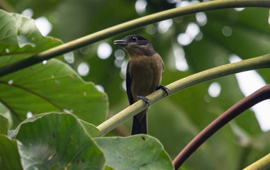 Bird on a leaf branch