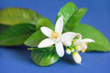 Fototapeta na wymiar natural small white orange flowers with green leaves on a blue background