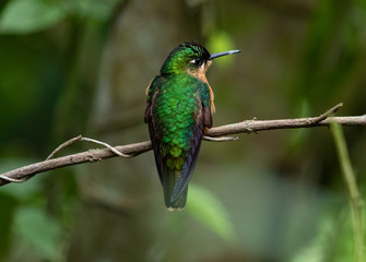 Hummingbird on a branch