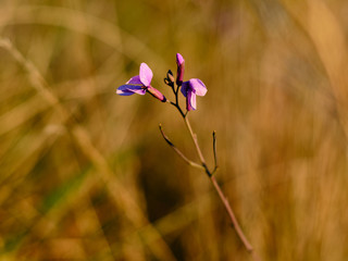 Flores floreciendo