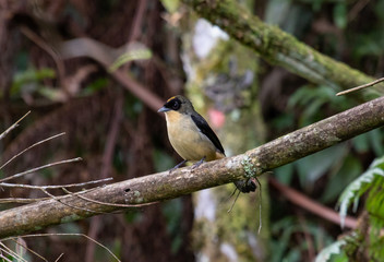 Bird on a branch