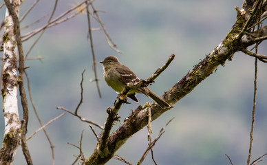 Bird on a dry tree