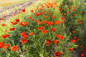 wild red poppy fower field in spring time near Almaty, Kazakhstan