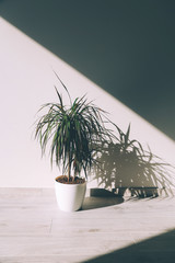 Dracaena marginata in a pot against a white wall