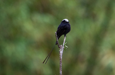 Bird on a branch