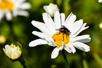 Obraz premium A bee sits on a daisy in spring