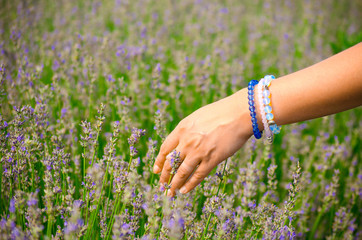 Hands of white young woman close up. Female hand in bracelets of gems over lavender. Lavender flowers, lavender field on farm, harvest. Selective focus image, copy space. Floral summer concept. 