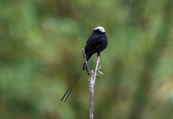 Beautiful bird on a branch