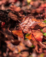 Hojas de otoño caídas