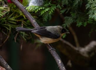 Bird on a branch