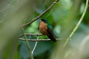 Hummingbird