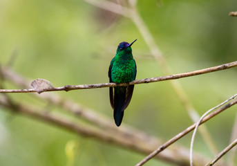 Colorful hummingbird on a branch