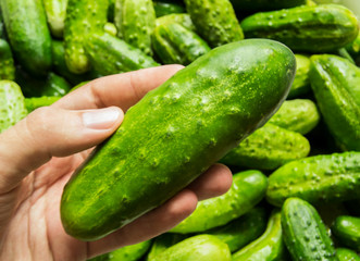 fresh green cucumber in hand