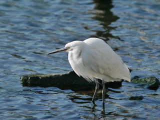 Little egret in the water