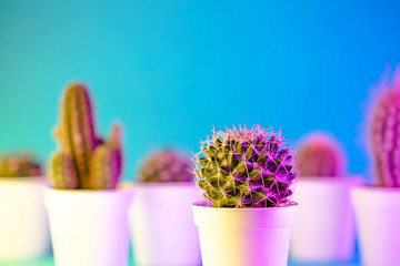 Creative neon background with cactus. Multicolor abstract backdrop with vibrant gradients. Exotic plants with yellow, pink and blue vivid colors. Thorns with beautiful illumination