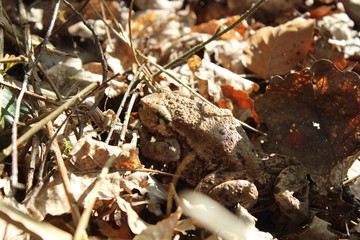 common toad in leafes