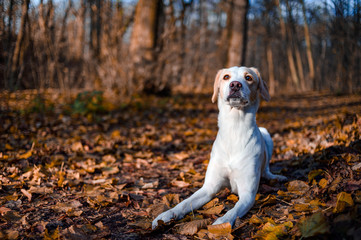 Amazing healthy looking adult white dog in colorful forest.