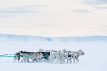 Sled dogs running on snow, Greenland.