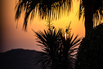 Obraz premium Silueta de palmera al atardecer