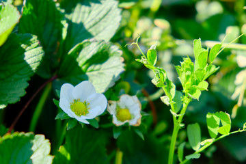 Flowers and leaves of strawberry selective focus