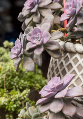 Rectangular arrangement of succulents; cactus succulents in a planter
