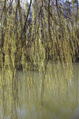 Trauerweide im Frühling