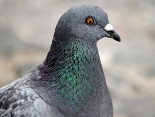 Rock pidgeon close up