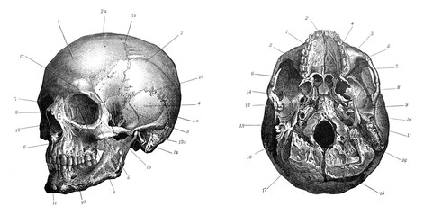 Human skull anatomy (cranium) / Old Antique illustration from Brockhaus Konversations-Lexikon 1908 - obrazy, fototapety, plakaty