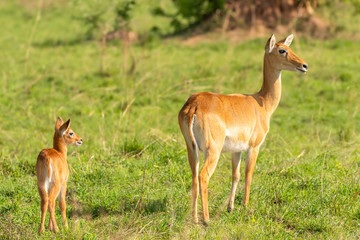 A baby kob with his mother (Kobus kob), Murchison Falls National Park, Uganda.