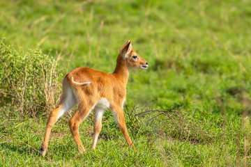 Fototapeta premium A baby kob (Kobus kob), Murchison Falls National Park, Uganda.