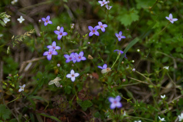 Houstonia caerulea tiny purple wildflowers with four petals