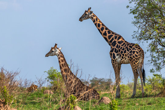 Two Rothschild's giraffe ( Giraffa camelopardalis rothschildi), one lying down, the other standing, Murchison Falls National Park, Uganda.