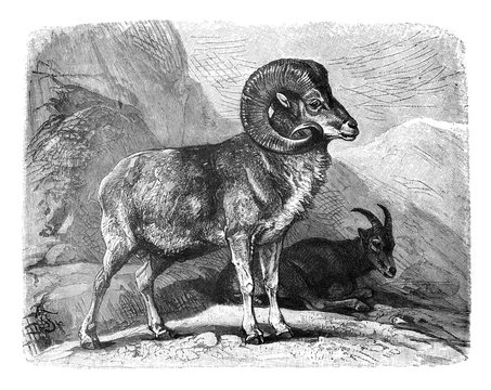 Ovis ammon polii (Marco Polo sheep) Old Antique illustration from Brockhaus Konversations-Lexikon 1908