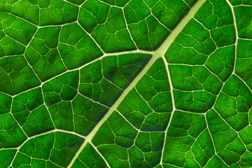 Green leaf kale cabbage background texture macro clouse-up.