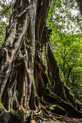 Part of huge ancient Banyan tree roots close-up in botanical garden Bedugul, Bali, Indonesia.