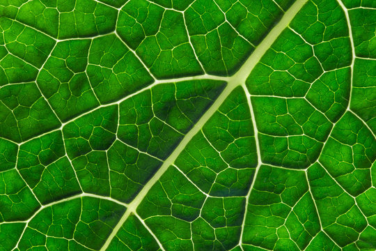 Green leaf kale cabbage background texture macro clouse-up.
