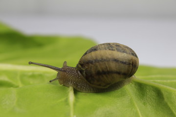 A snail on green leaf