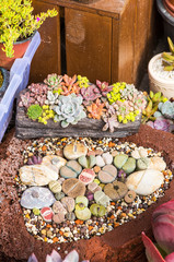 Lithops (Living stone), Cactus on flower pot